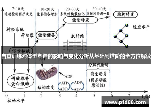 自重训练对体型塑造的影响与变化分析从基础到进阶的全方位解读